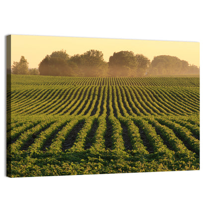 Misty Soybean Field Wall Art