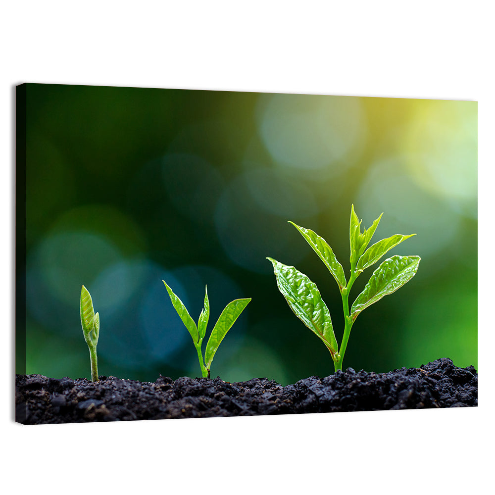 Seedling Growth Stages Wall Art