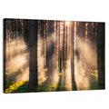 Sunrise Through Misty Forest Wall Art