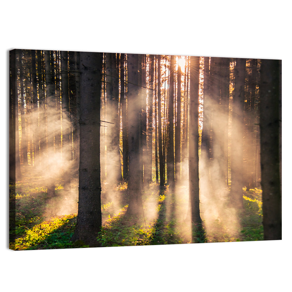 Sunrise Through Misty Forest Wall Art
