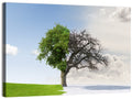 Summer to Winter Split Tree Wall Art