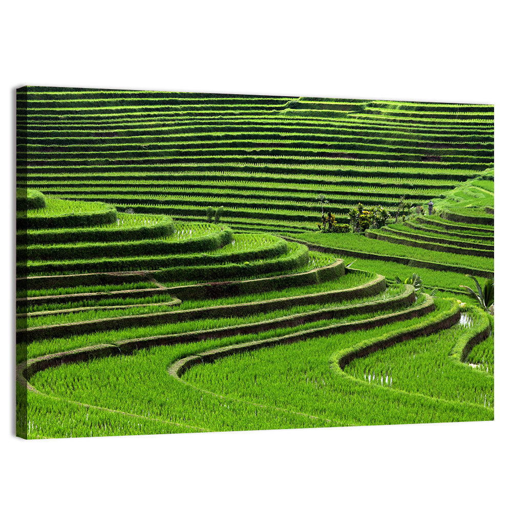 Lush Rice Terraces Wall Art, canvas print, landscape