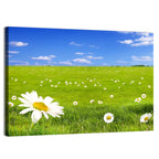 Spring Daisy Meadow Wall Art