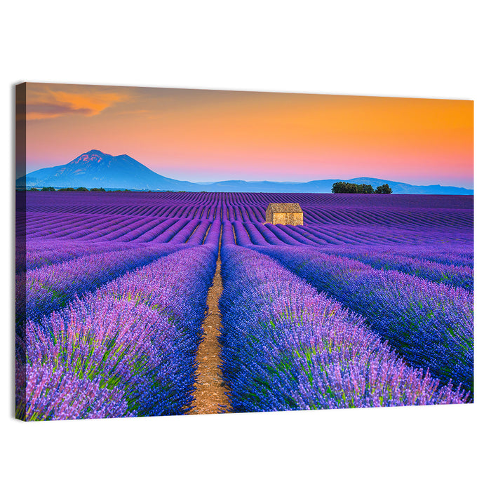 Valensole Lavender Fields at Sunset Wall Art as a canvas print