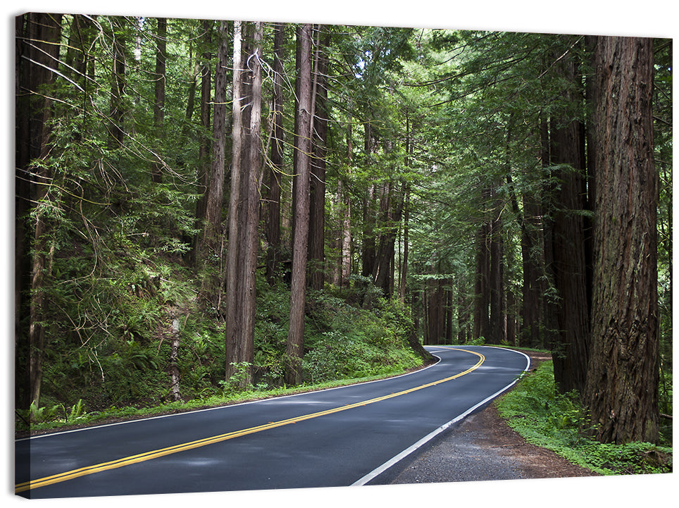 Winding Redwood Forest Road Wall Art