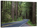 Winding Redwood Forest Road Wall Art