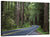 Mendocino Redwoods Road Wall Art