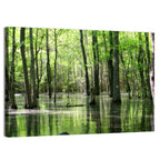 Sunlit Swamp Forest Wall Art