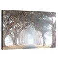 Misty Cypress Tunnel Wall Art