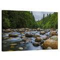Lynn Canyon Riverbed Forest Wall Art