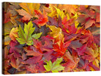 Autumn Maple Leaves Close-up Wall Art