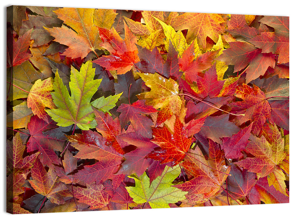 Autumn Maple Leaves Close-up Wall Art