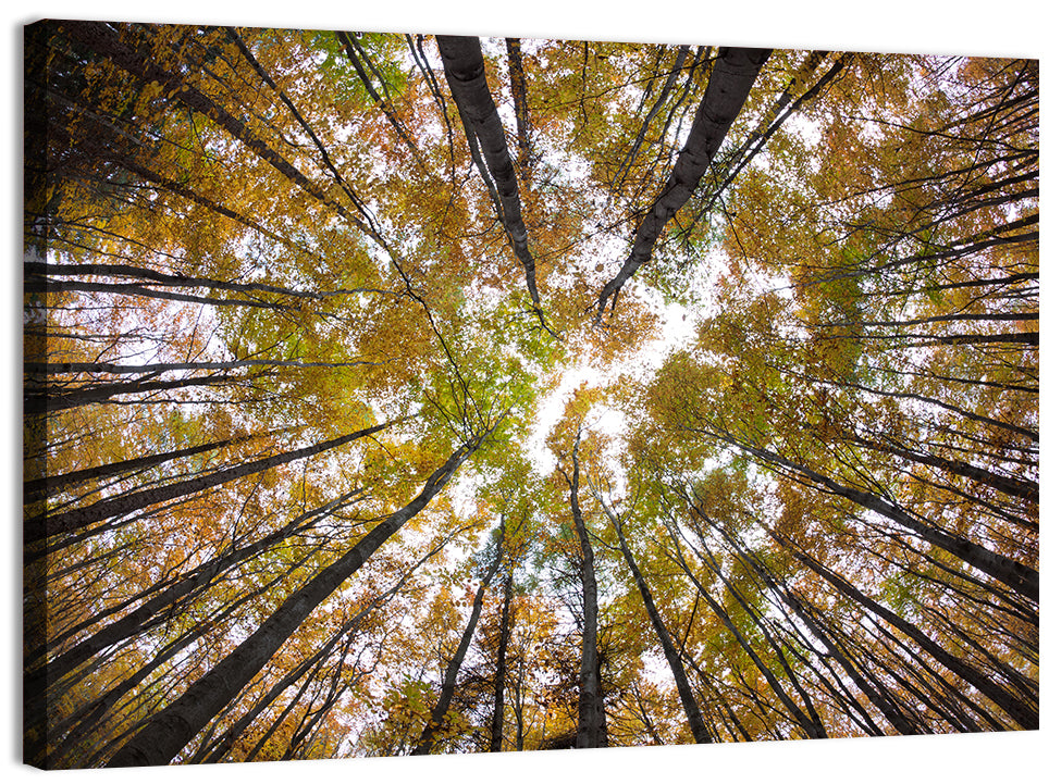 Autumn Forest Canopy Looking Up Wall Art, canvas print, landscape