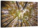 Autumn Forest Canopy Looking Up Wall Art