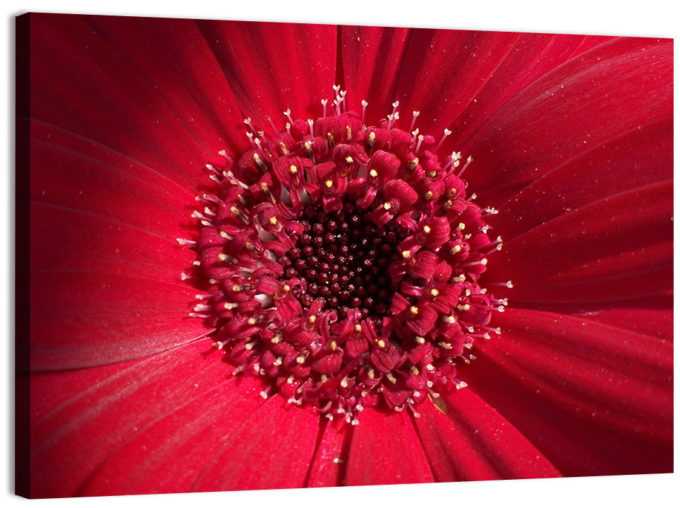 Red Gerbera Daisy Macro Close Up Wall Art