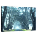Foggy Cypress Tree Tunnel Wall Art