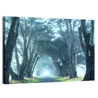 Foggy Cypress Tree Tunnel Wall Art