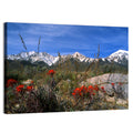 Sierra Nevada Wildflower Vista Wall Art