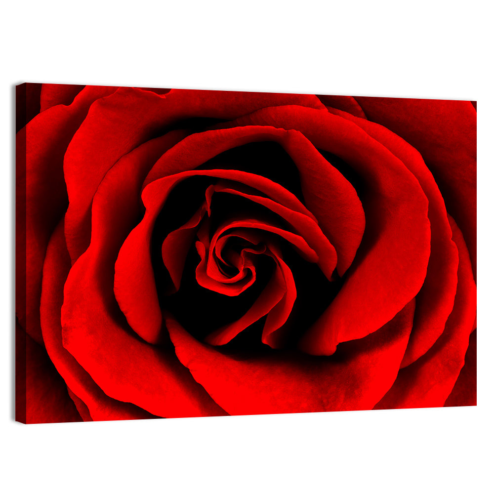 Velvety Red Rose Close-up Wall Art