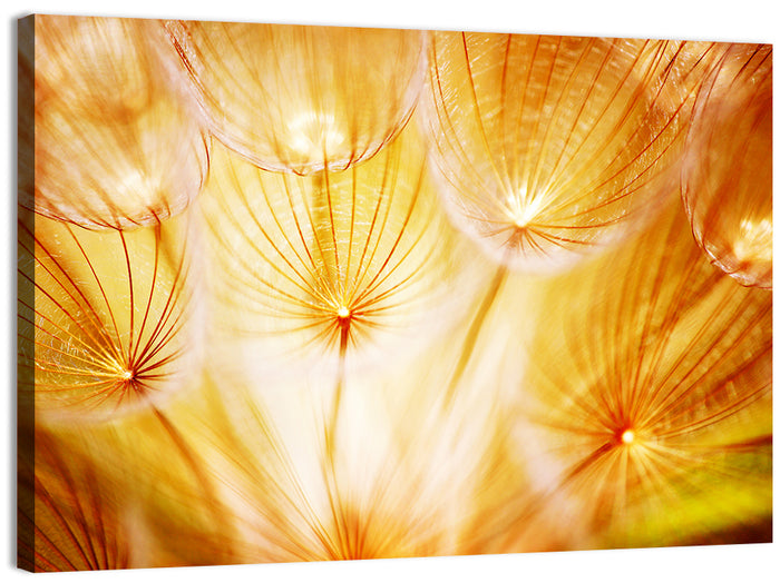 Golden Hour Dandelion Seed Macro Abstract Wall Art as a canvas print