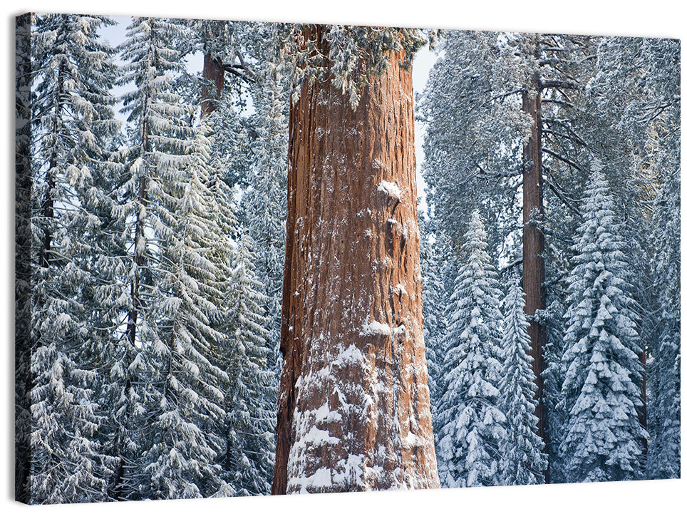 Winter Giant Sequoia in Snowy Forest Wall Art