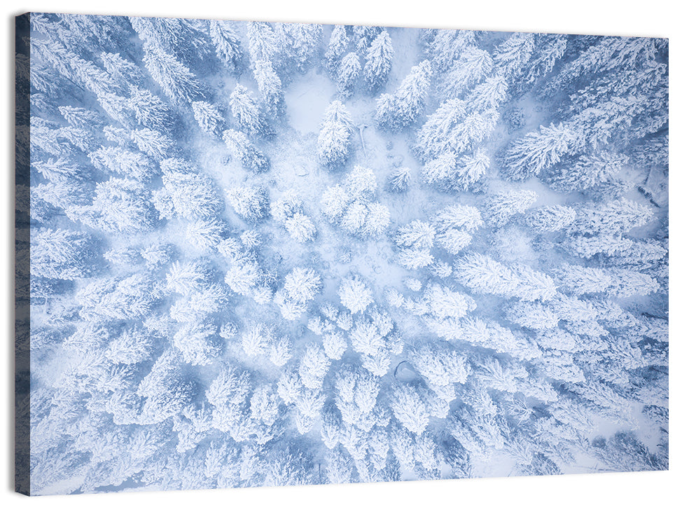 Snow-dusted Evergreen Canopy Wall Art