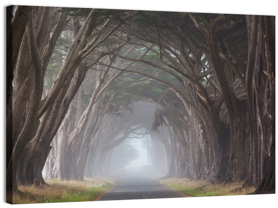 Cypress Tree Tunnel in Fog Wall Art, canvas print, landscape