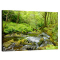 Mossy Stream Through Forest Wall Art
