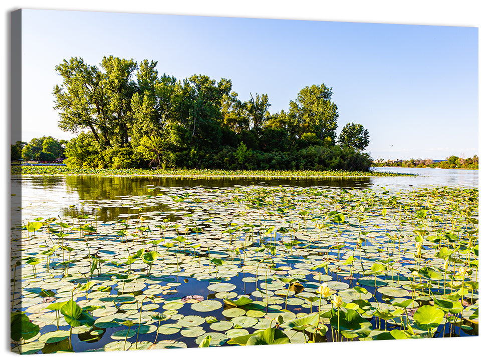 Carter Lake Lily Pads Wall Art, canvas print, landscape