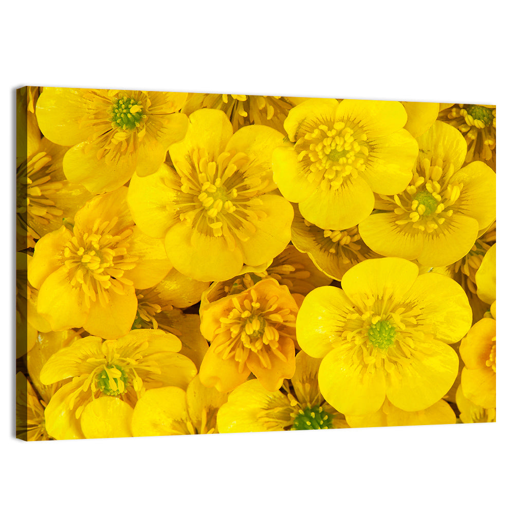 Yellow Buttercup Close-up Wall Art