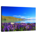 Lake Tekapo Lupine Fields Wall Art