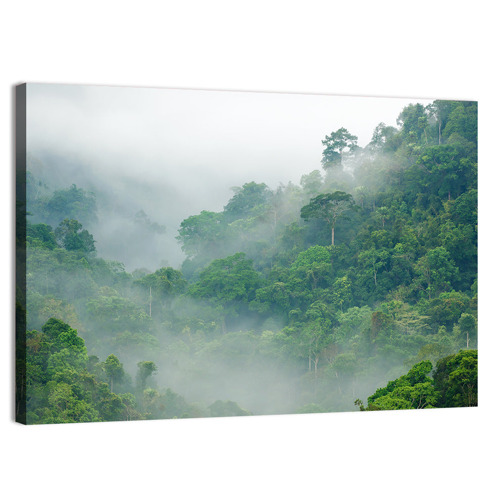 Foggy Rainforest Wall Art