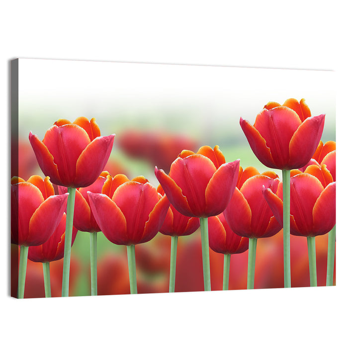 Red Tulips with Yellow Tips Wall Art as a canvas print