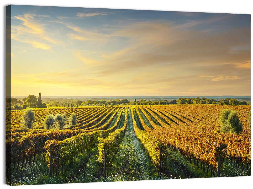 Bolgheri Vineyard Wall Art