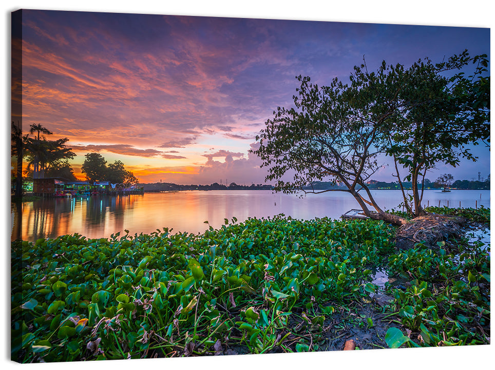 Cipondoh Lake Hyacinth Sunset Wall Art