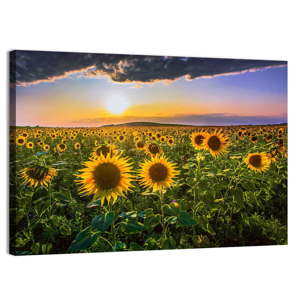Sunflower Field at Golden Hour Wall Art