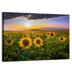 Sunflower Field at Golden Hour Wall Art