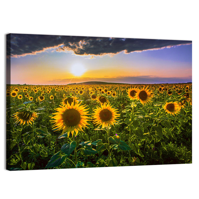 Sunflower Field at Golden Hour Wall Art as a canvas print