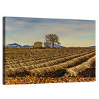Rustic Provence Lavender Rows at Golden Hour Wall Art