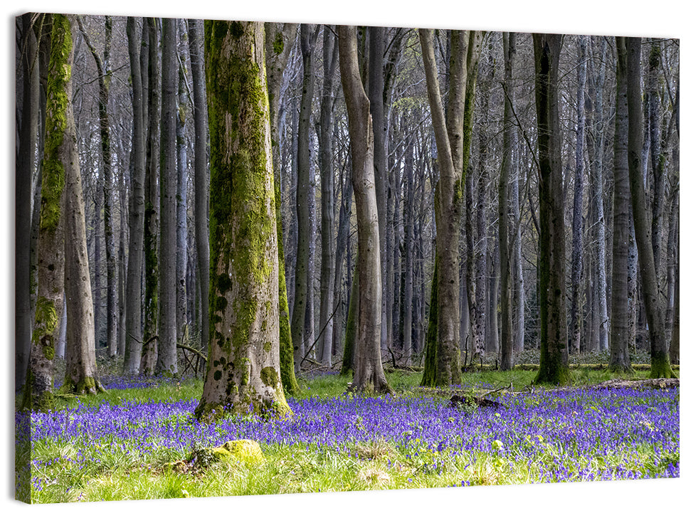 Bluebell Beechwood Grove Wall Art