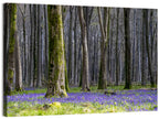Bluebell Beechwood Grove Wall Art