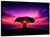 Baobab Tree Sunset Wall Art