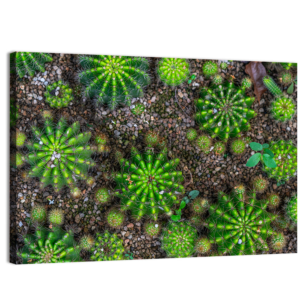 Top-down Cactus Garden Wall Art