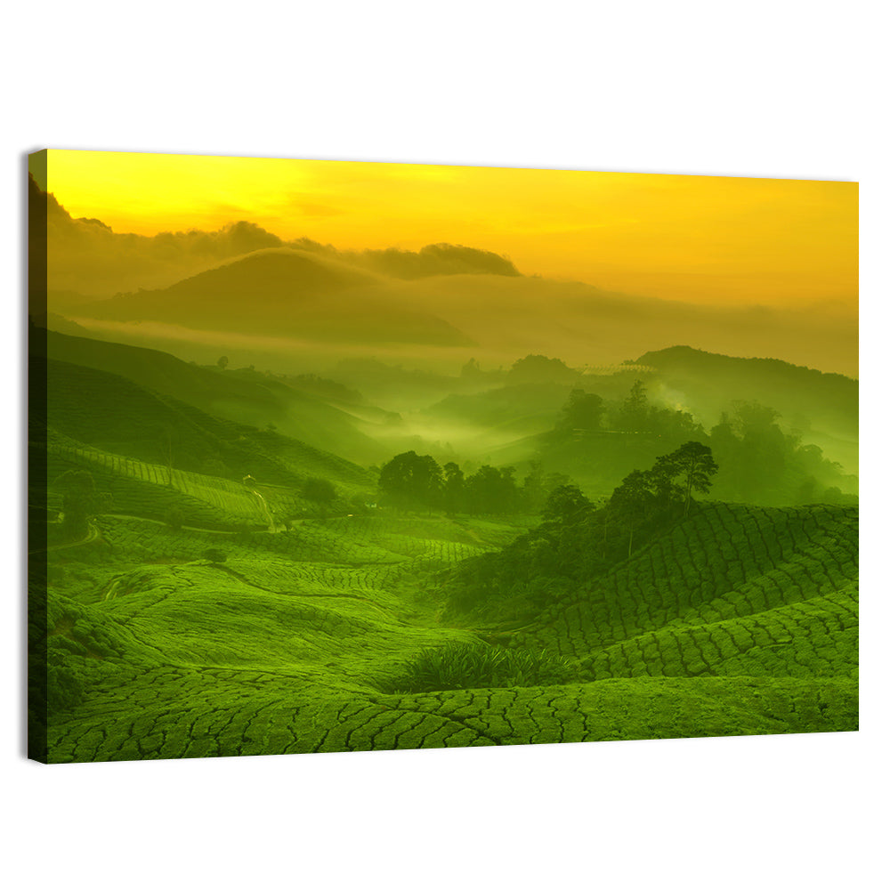 Sunlit Tea Plantation Hills Wall Art, canvas print, landscape