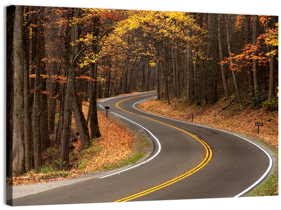 S-curve Road Through Autumn Forest Wall Art