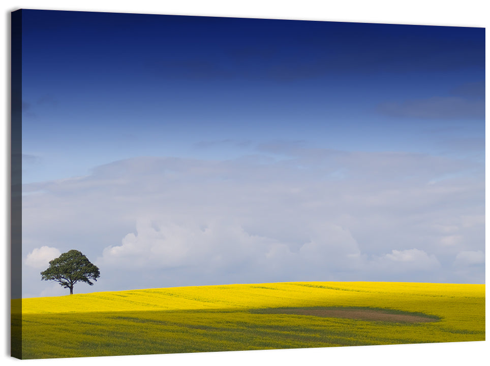 Solitary Tree Over Rapeseed Field Wall Art, canvas print, landscape