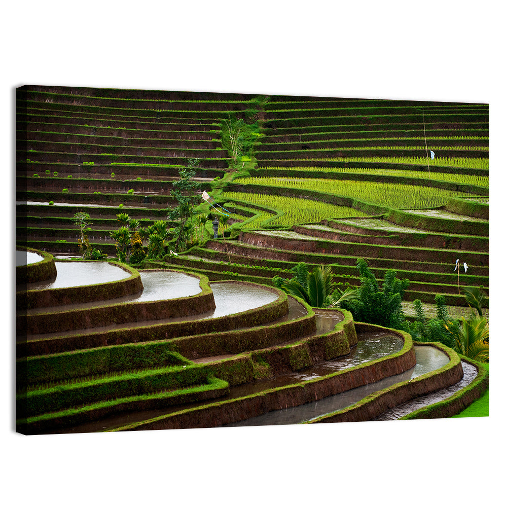 Lush Rice Terraces Wall Art