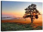 Misty Meadow Sunrise with Lone Tree Wall Art