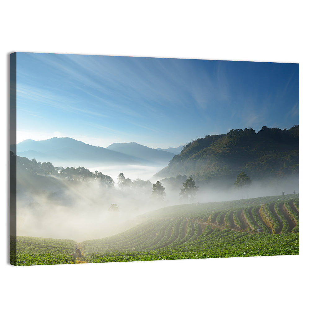 Sunlit Terraced Tea Hills Wall Art