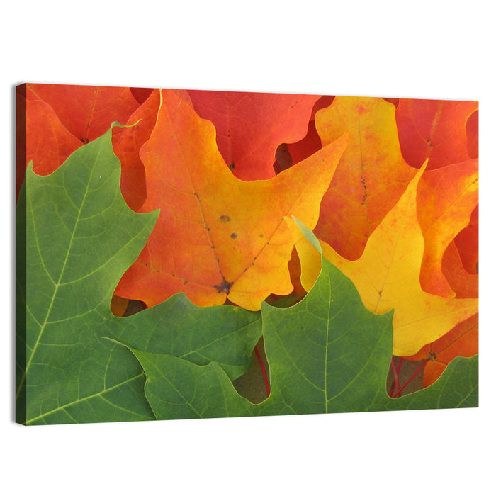 Autumn Maple Leaves Wall Art as a canvas print